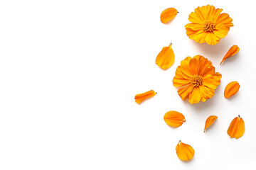 Top View Marigold or Calendula Flower Isolated on White Background, Generative AI Illustration