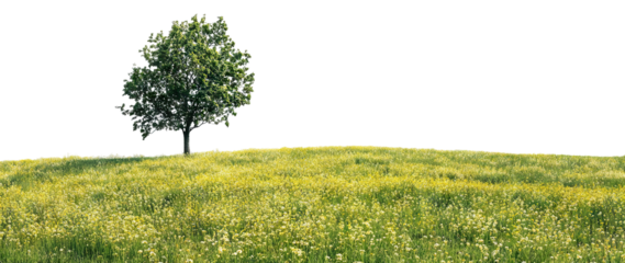Green tree on a grassy hill, isolated on transparent cutout background