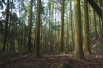 Beautiful forest through the trees, summer scenery