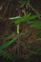 Flower on Arisaema serratum plant growing in woodland