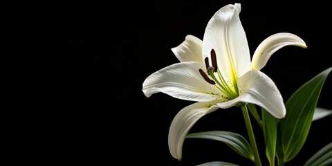 A single white lily against a black background