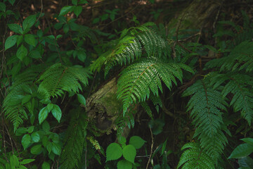 Forest, sunlight through trees, green ferns