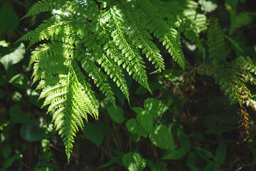 Forest, sunlight through trees, green ferns