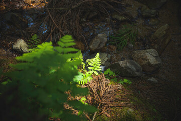 Forest, sunlight through trees, green ferns