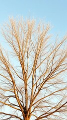 Obraz premium A gold tree's bare branches stretch towards a pale blue sky, frosty, bare, icy