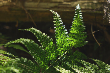 Forest, sunlight through trees, green ferns