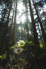 Fototapeta premium Beautiful forest through the trees, summer scenery