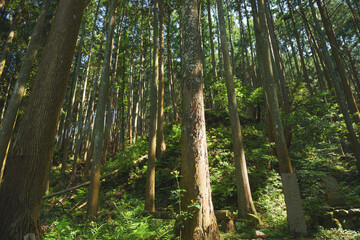Beautiful forest through the trees, summer scenery