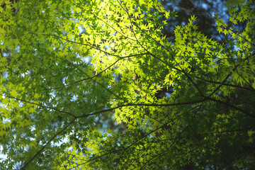 Green tree leaves in summer sunlight