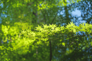 Green tree leaves in summer sunlight