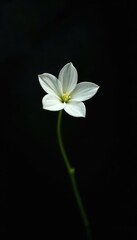 Fototapeta premium Delicate white star leaf flower on a dark background, elegant, botanical, black background