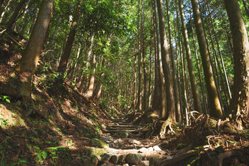 Beautiful forest through the trees, summer scenery