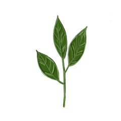 Aesthetic hand-drawn green leaves