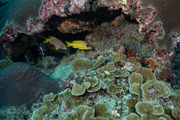 Two Blue-Spotted Sea Perch (Lutjanus stellatus) hiding in a reef in Thailand