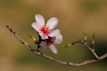 Obraz premium Rama de almendro con flores y copy space, Alcoy, España