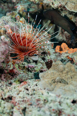 A lionfish in a reef while diving in thailand