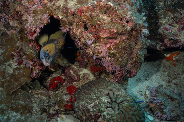 Titan Triggerfiosh being cleaned by Bluestreak Cleaner Wrasse