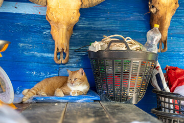 A ginger cat chilling at a farm. Skulls of cows on the wall in the background