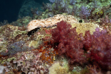 Bohadschia Graeffei sea cucumbers underwater in Thailand. Holothuroidea invertebrates Echinodermata.