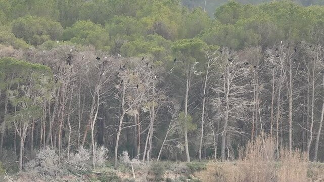 &Aacute;rboles de hoja cad&uacute;ca llenos de cormoranes y garzas azules para pasar la noche en las cercan&iacute;as del embalse de Beniarres, Espa&ntilde;a