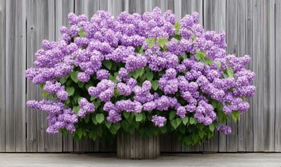 Vibrant purple lilacs in full bloom against a rustic wooden wall, showcasing nature's beauty