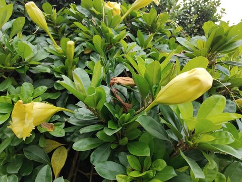 Solandra maxima vine grows from the genus Solandra also known as Golden Cup vine or Hawaiian Lily,