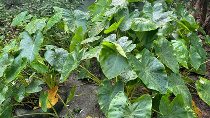 Naklejka premium photo of a collection of taro leaves