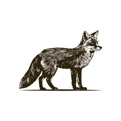 Vintage engraving woodcut fox vector illustration art design