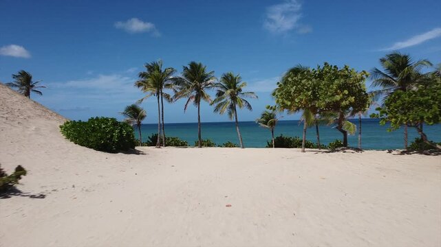 Tropical beach with palm trees, golden sand, blue ocean, and waves, shot by drone