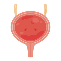 膀胱の断面構造イラスト2