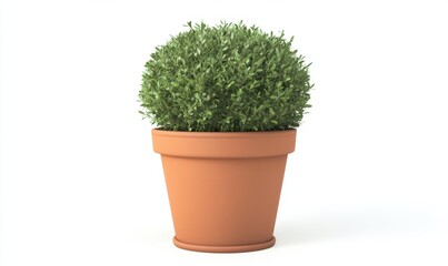 Fototapeta premium Round topiary shrub in terracotta pot on white for landscaping visualization