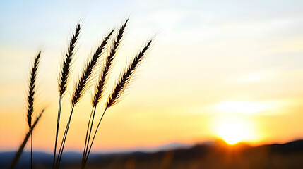 Silhouette of Tall Grass at Sunset