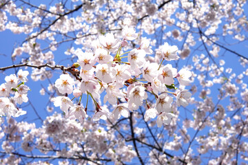 青空に映える桜-Cherry blossoms against the blue sky-