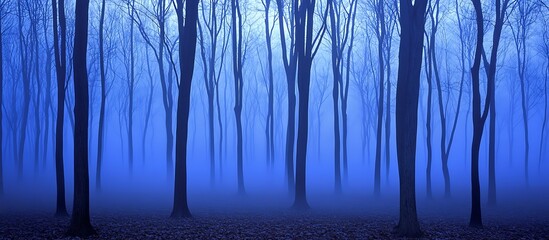 Obraz premium Misty Forest at Dawn