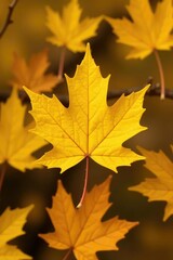 Obraz premium Bright yellow maple leaf on a bed of golden leaves, foliage, yellow