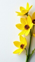 Obraz premium Delicate yellow flowers with brown centers on a crisp white surface, white, flower