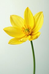 Fototapeta premium Delicate yellow flower with intricate details on a white background, delicate, bloom