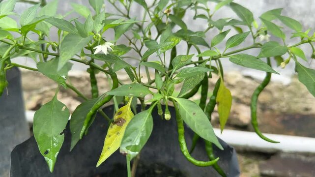 green chili tree in a polybag