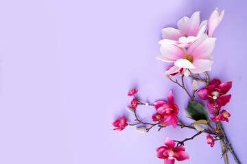 Blooming pink magnolia tree branch with flowers against violet background