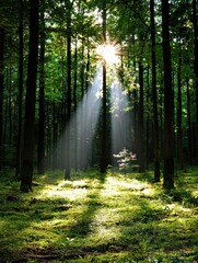 Obraz premium Sunlight streaming through trees in a lush forest nature photography tranquil environment peaceful view