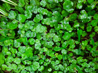 Centella asiatica or green leaves background.