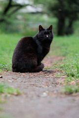 Obraz premium 散歩道でこちらを振り返った黒猫