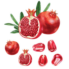 Elements Vector of pomegranate with watercolor style isolated on white background.