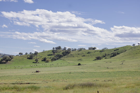 Lush green hills with cows grazing and red tractor in open field under clear sky