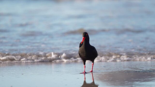 A sooty oystercatcher (Haematopus fuliginosus) on the Atlantic shore, holding a seashell in its beak while foraging for mollusks. A perfect wildlife and coastal nature shot