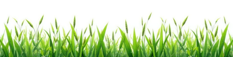Fototapeta premium Variegata grass blades scattered on white background, variegation, botanical