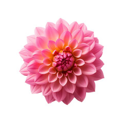 Top view of pink dahlia flower on transparent background