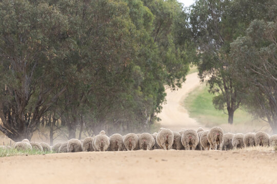 mob of merino ewes running away on an Australian farm