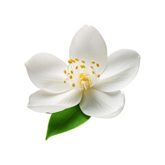 White jasmine flower with leaf on transparent background