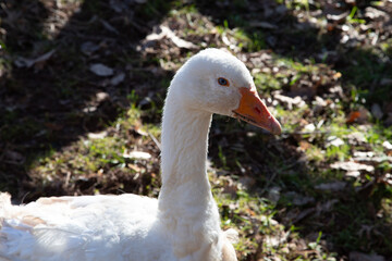Portrait einer Gans